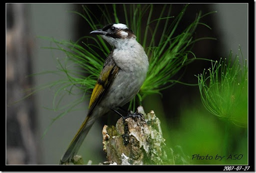 美麗一瞬間: 白頭翁(Chinese Bulbul)